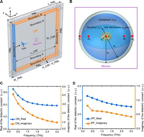 terahertz therapy side effects long-term