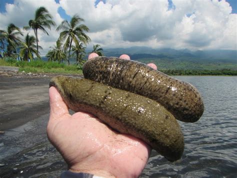 Teripang Laut: Keajaiban Kesehatan Dari Lautan