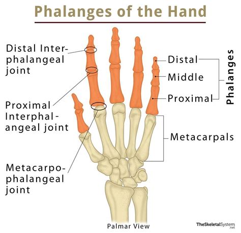 Terminal Phalanges Definition