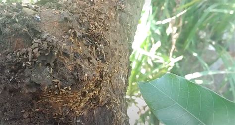 Discover 3 Essential Tips for Effective Termite Control in Mango Orchards