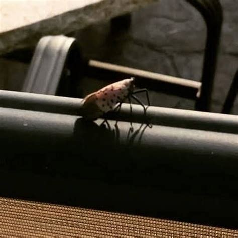 Safeguard Your Ruskin Abode from Termite Infestations