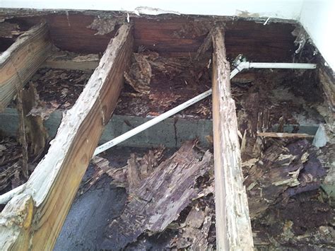 Discover Essential Insights for Termite Control in Seminole