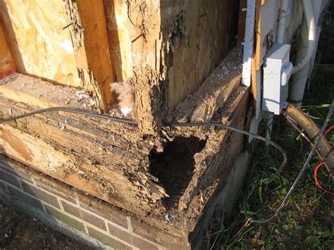 Termite Damage in a Home