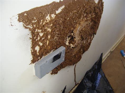 termite damage pictures wall