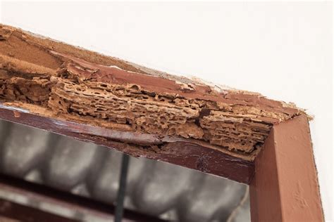 termite damage repair