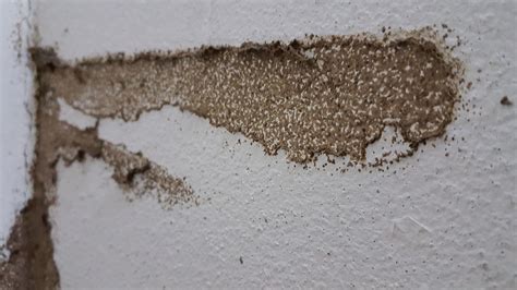termite holes drywall