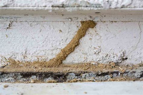 termite mud tubes in garage