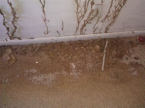 termite mud tubes inside house