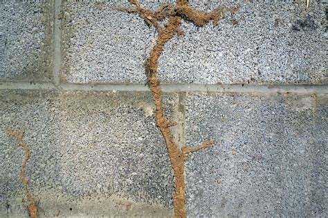 termite mud tubes on concrete