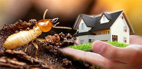 termite pest control services