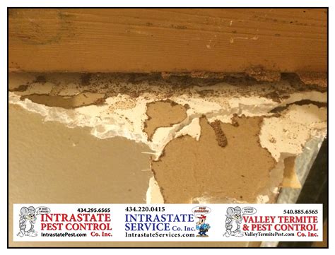 termite sheetrock damage photos