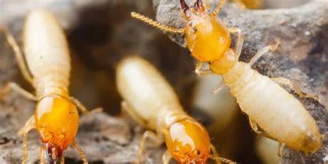 termite treatment options florida