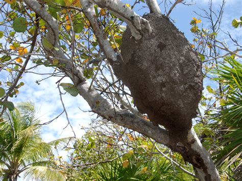 Premium Photo Termite nests in rotting tree trunks. termites are insects that like to eat wood