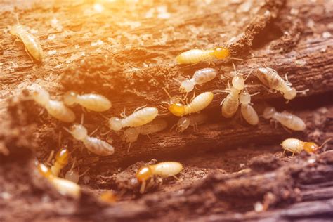 Protect Your Chantilly Home from Termite Damage – Expert Pest Control