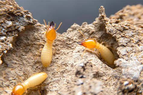 termites in chicago