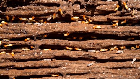 How To Store Firewood To Avoid Termites?