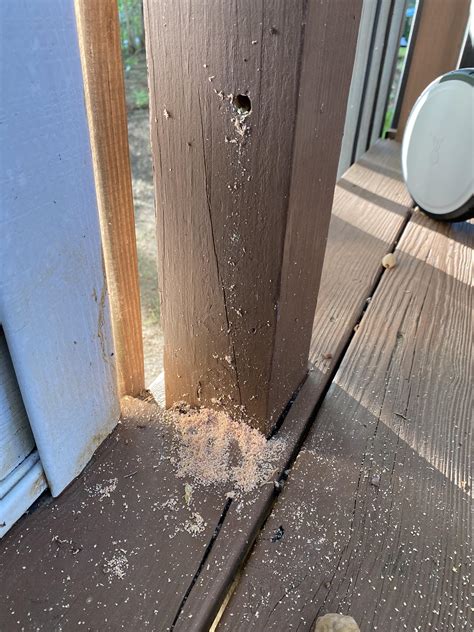 Termites On Wood Deck