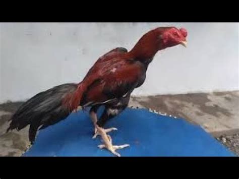 Ternak Ayam Aduan Perkenalan dan Salam Sapa