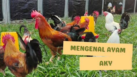 Review Of Iklim Kandang Yang Cocok Untuk Beternak Ayam Petelur Ideas