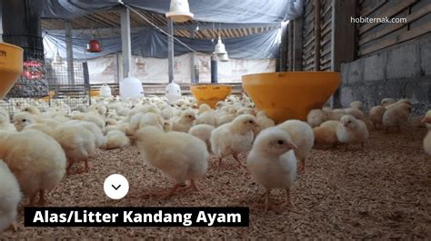 Bisnis budidaya / ternak ayam hutan / alas bekisar Pakan Burung Joss