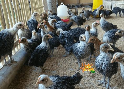 Petunjuk Lengkap Ternak Ayam Arab Agar Cepat Besar dan Kematian Rendah