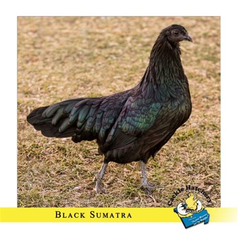 Black Sumatra Chicken Baby Chicks for Sale Cackle Hatchery