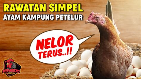 Cara Merawat Bulu Ayam Agar Cepat Tumbuh