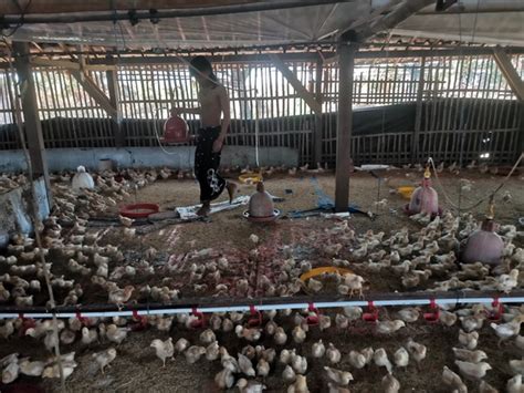 Cara Ternak Ayam Kampung Untuk Pemula, Modal Minim Untung Besar