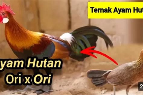 TERNAK AYAM HUTAN MERAH ASIL PIKAT DI ALAM LIAR YouTube