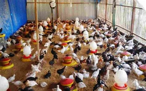 Cara Ternak Ayam Joper Sukses Kandang, Alat, Bibit, Pakan