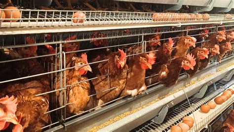 Ternak Ayam Potong Sukses Untuk Pemula UNRANG