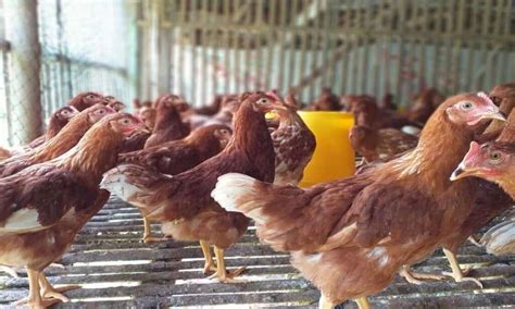Peluang Usaha Ternak Ayam Petelur Yang Sangat Menggiurkan Ternak Duit
