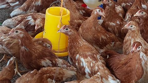 ternak ayam ras potong