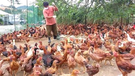 Usaha Ternak Ayam Potong ukm news