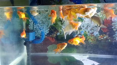 Panduan lengkap cara ternak kalkun bagi pemula Dunia Cara Ternak