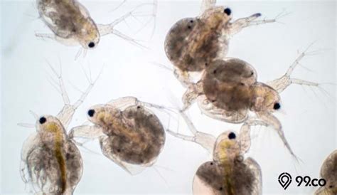 Cara Ternak Kutu Air Daphnia untuk Ikan, Murah Kok Agrozine