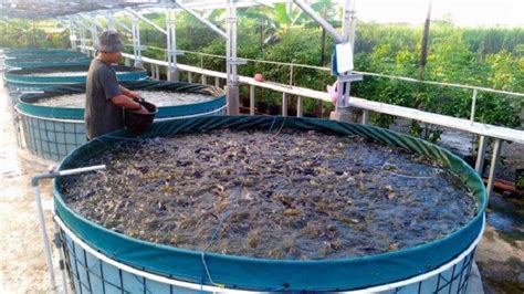 Review Of Cara Ternak Ikan Lele Bagi Pemula References