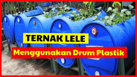 Ternak Lele Bebas Lahan ruang usaha dan info property