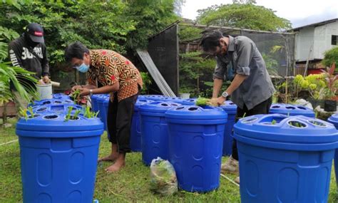 Ternak lele sederhana dalam ember YouTube