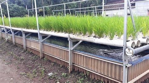 Ingin Coba Hidroponik Kangkung Dan Lele Sekaligus? Bisa Kok GOLDEN