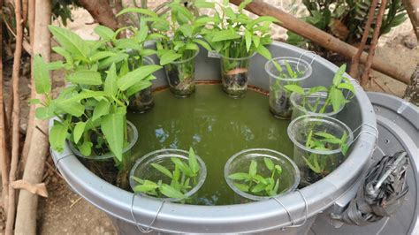 19+ Cara Ternak Lele Di Ember PNG Andromopedia