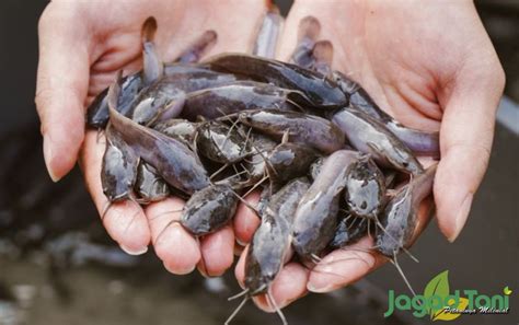 Ternak lele Untung Apa Rugi Pengalaman Peternak Pemula YouTube