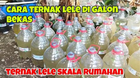 TERNAK LELE RUMAHAN YouTube