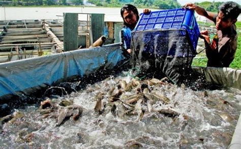 Cara Membuat Kolam Ternak Lele Kumpulan Tips