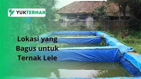 Cara Ternak Lele Yang Baik Dan Benar Agar Hasil Panen Memuaskan