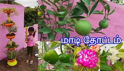 Terrace Garden Plants In Tamilnadu