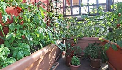 Terrace Vegetable Garden Ideas India