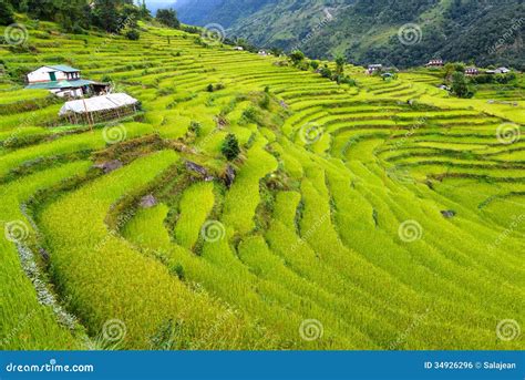 terraced fields Nepal