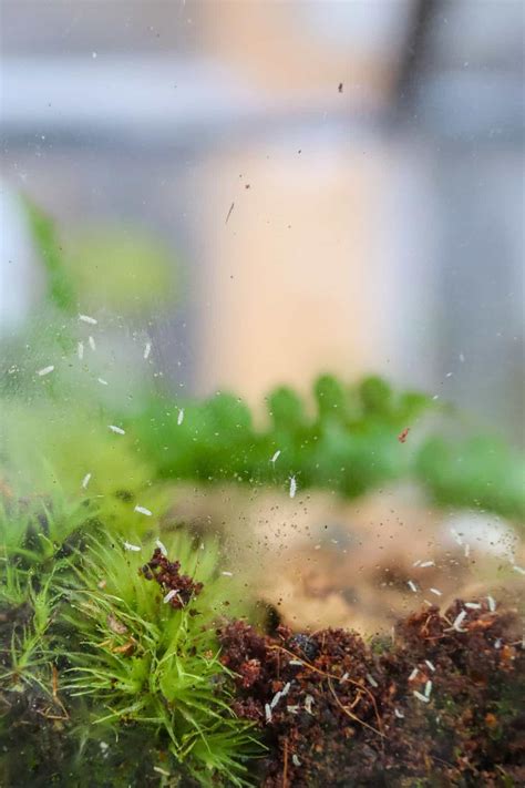 Terrarium Bugs Springtails