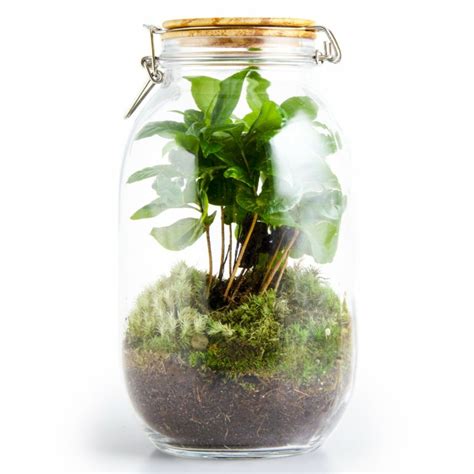 Terrarium Cafeier